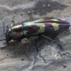 Melobasis sp. (genus) (Unidentified Melobasis jewel Beetle) at Nimmo, NSW - 22 Jan 2025 by Harrisi