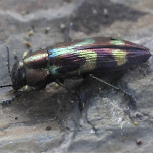 Melobasis sp. (genus) at Nimmo, NSW by Harrisi