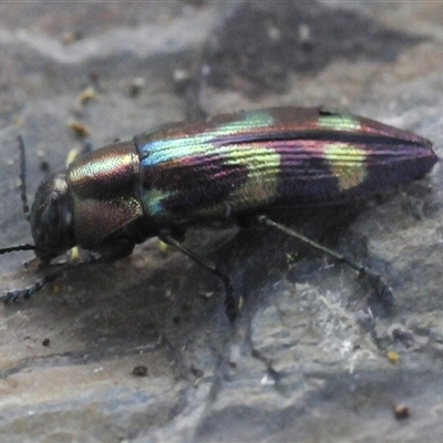 Melobasis sp. (genus) (Unidentified Melobasis jewel Beetle) at Nimmo, NSW - 22 Jan 2025 by Harrisi