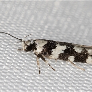 Macrobathra bigerella at Melba, ACT by kasiaaus