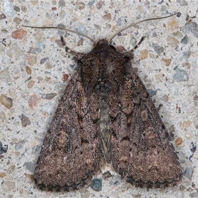 Dasygaster padockina (Tasmanian Cutworm) at Melba, ACT - 27 Jan 2025 by kasiaaus