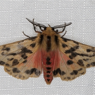 Ardices curvata (Crimson Tiger Moth) at Melba, ACT - 27 Jan 2025 by kasiaaus