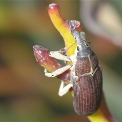 Unidentified Weevil (Curculionoidea) at Charlotte Pass, NSW - 21 Jan 2025 by Harrisi