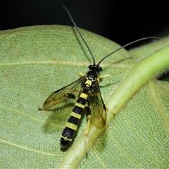 Unidentified Parasitic wasp (numerous families) at Acton, ACT - 28 Jan 2025 by TimL