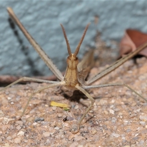 Acrida conica at Acton, ACT - 28 Jan 2025 01:03 PM