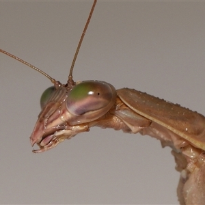 Tenodera australasiae (Purple-winged mantid) at Lawson, ACT by TimL