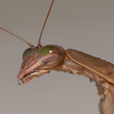 Tenodera australasiae (Purple-winged mantid) at Lawson, ACT - 28 Jan 2025 by TimL