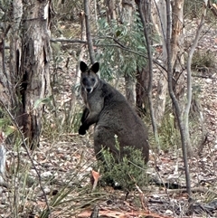 Wallabia bicolor at Karabar, NSW - 28 Jan 2025 by fulfy