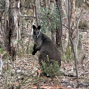 Wallabia bicolor at Karabar, NSW - 29 Jan 2025 08:32 AM