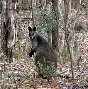 Wallabia bicolor at Karabar, NSW - 29 Jan 2025 08:32 AM