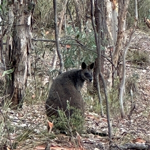 Wallabia bicolor at Karabar, NSW - 29 Jan 2025 08:32 AM