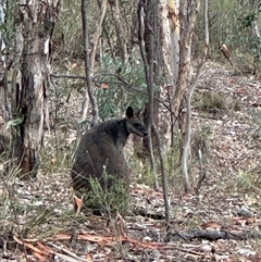 Wallabia bicolor at Karabar, NSW - 29 Jan 2025 08:32 AM