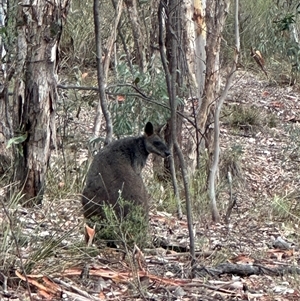 Wallabia bicolor at Karabar, NSW - 29 Jan 2025 08:32 AM