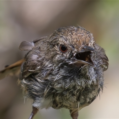 Acanthiza pusilla (Brown Thornbill) at Symonston, ACT - 28 Jan 2025 by rawshorty