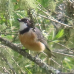 Pachycephala rufiventris (Rufous Whistler) at Kangaroo Valley, NSW - 29 Jan 2025 by lbradley