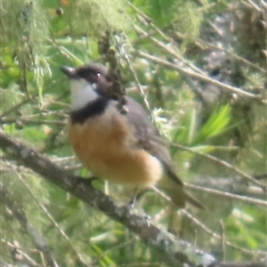 Pachycephala rufiventris at Kangaroo Valley, NSW by lbradley