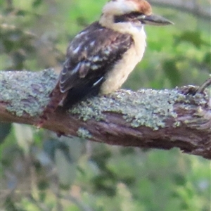 Dacelo novaeguineae at Kangaroo Valley, NSW by lbradley