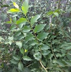 Celtis australis at Mawson, ACT - 29 Jan 2025 09:06 AM