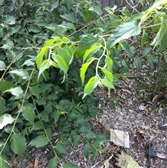 Celtis australis at Mawson, ACT - 29 Jan 2025 09:06 AM