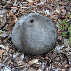 Bovista (A puffball) at Mawson, ACT - 29 Jan 2025 by shube