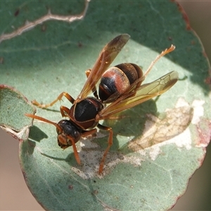 Polistes (Polistella) humilis at Hall, ACT - 26 Jan 2025 12:21 PM