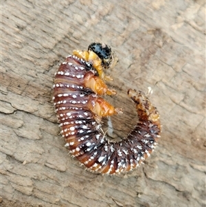 Perginae sp. (subfamily) at Orangeville, NSW - 29 Jan 2025 08:22 AM