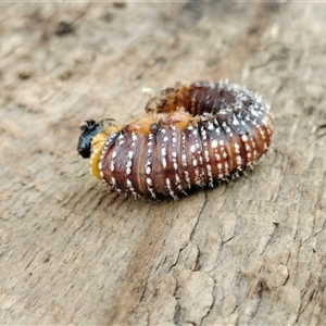 Perginae sp. (subfamily) at Orangeville, NSW - 29 Jan 2025 08:22 AM