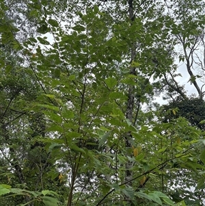 Androcalva fraseri at Lorne, NSW by Butlinz