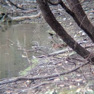 Gallinago hardwickii (Latham's Snipe) at Splitters Creek, NSW by Darcy