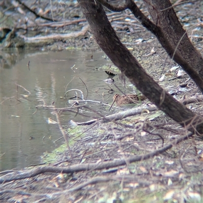 Gallinago hardwickii (Latham's Snipe) at Splitters Creek, NSW - 23 Jan 2025 by Darcy