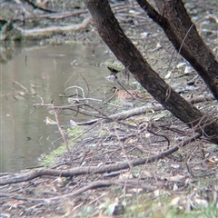 Gallinago hardwickii at Splitters Creek, NSW - 23 Jan 2025 05:53 PM