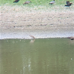 Gallinago hardwickii at Splitters Creek, NSW - 23 Jan 2025 05:53 PM