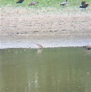 Gallinago hardwickii at Splitters Creek, NSW - 23 Jan 2025 05:53 PM