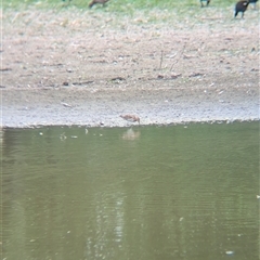 Gallinago hardwickii at Splitters Creek, NSW - 23 Jan 2025 05:53 PM