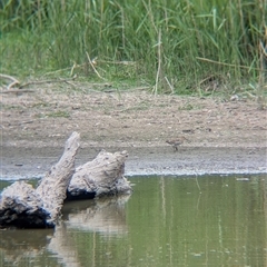 Gallinago hardwickii at Splitters Creek, NSW - 23 Jan 2025 05:53 PM