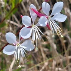 Oenothera lindheimeri (Clockweed) at Dunlop, ACT - 26 Jan 2025 by LD12