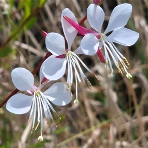 Oenothera lindheimeri (Clockweed) at Dunlop, ACT by LD12