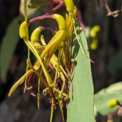 Muellerina eucalyptoides (Creeping Mistletoe) at Jindera, NSW - 23 Jan 2025 by Darcy