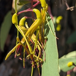 Muellerina eucalyptoides (Creeping Mistletoe) at Jindera, NSW by Darcy