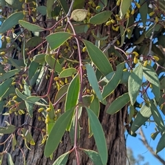 Muellerina eucalyptoides at Jindera, NSW - suppressed