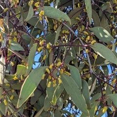 Muellerina eucalyptoides at Jindera, NSW - suppressed