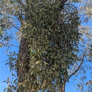 Muellerina eucalyptoides at suppressed - suppressed