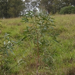 Eucalyptus sp. at Orangeville, NSW - 29 Jan 2025 by belleandjason