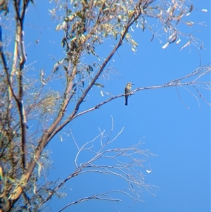 Merops ornatus (Rainbow Bee-eater) at Jindera, NSW by Darcy