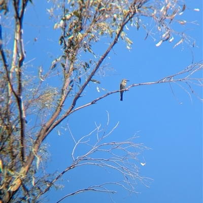 Merops ornatus (Rainbow Bee-eater) at Jindera, NSW - 24 Jan 2025 by Darcy