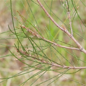 Allocasuarina torulosa at Orangeville, NSW by belleandjason