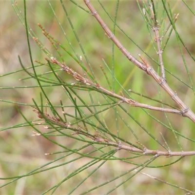 Allocasuarina torulosa at Orangeville, NSW - 28 Jan 2025 by belleandjason