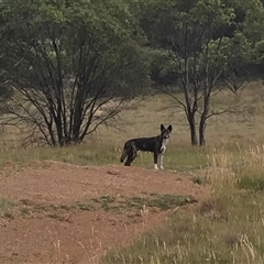 Canis lupus (Dingo / Wild Dog) at Tantangara, NSW - 25 Jan 2025 by wstevenson