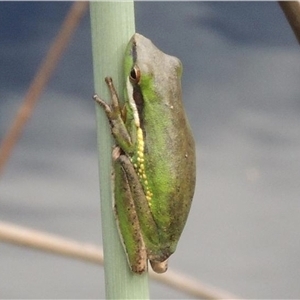 Litoria olongburensis at Toolara Forest, QLD - 28 Dec 2014 12:00 PM