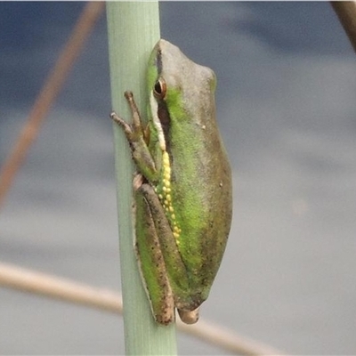 Litoria olongburensis (Olongburra Tree Frog) at Toolara Forest, QLD - 28 Dec 2014 by MichaelBedingfield